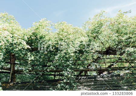 [Handa City] Banksweet roses at the Oguri Family Residence, a nationally designated important cultural property 133283806