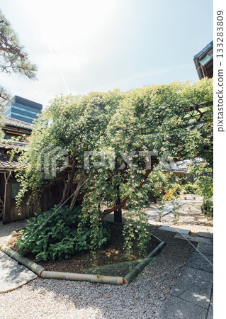 [Handa City] Banksweet roses at the Oguri Family Residence, a nationally designated important cultural property 133283809