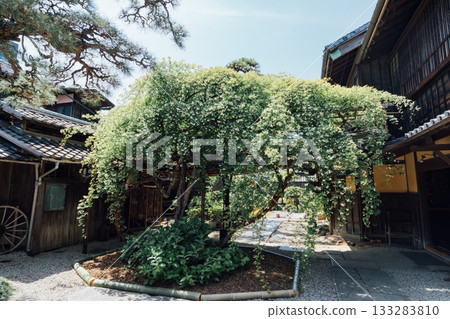 【半田市】小栗家宅邸（國家指定重要文化財產）的甜薔薇 133283810