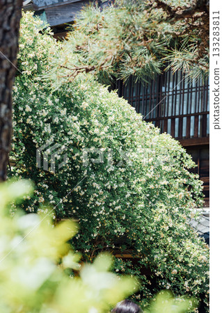 【半田市】小栗家宅邸（國家指定重要文化財產）的甜薔薇 133283811