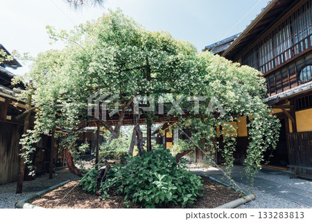 【半田市】小栗家宅邸(國家指定重要文化財產)的甜薔薇 【半田市】小栗家宅邸(國家指定重要文化財產)的甜薔薇 133283813