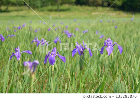 [Kotsutsumi Nishiike] Purple irises blooming in the wetlands 133283876