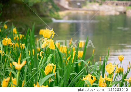 【花之木公園】水邊盛開的黃色鳶尾花 【花之木公園】水邊盛開的黃色鳶尾花 133283940