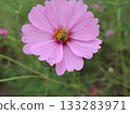 Cosmos and honey bees 133283971