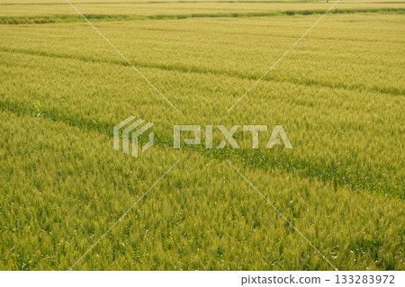 遠處綿延的麥田 遠處綿延的麥田 133283972