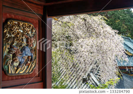 久能山東照宮的櫻花 133284790