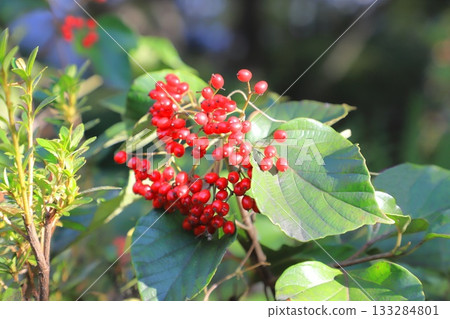 Red berries of the Japanese lantern plant 133284801