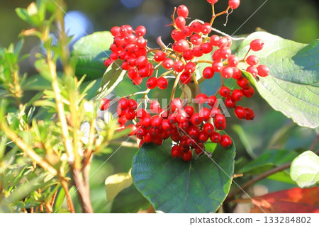 日本燈籠樹的紅色漿果 133284802