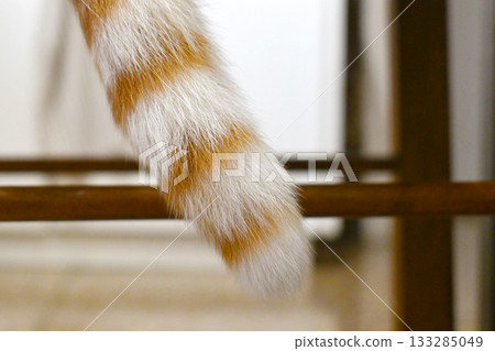 Cat tail. Ginger white cat sitting on a chair. 133285049