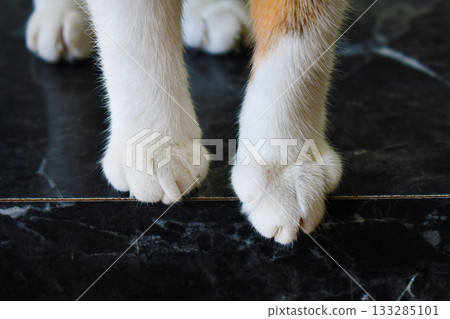 Cat paws. Tabby cat sitting on table. Cat paws. Tabby cat sitting on table. 133285101