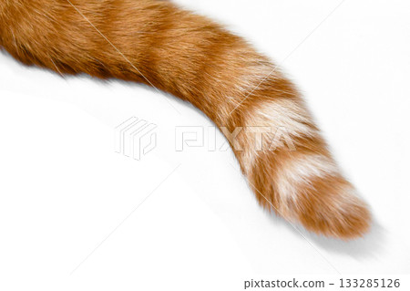 Ginger cat tail. Cat laying on the floor at home. Ginger cat tail. Cat laying on the floor at home. 133285126
