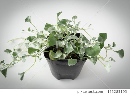 Dichondra Silver Fall potted seedlings Ground cover Dichondra Dichondra Silver Fall potted seedlings Ground cover Dichondra 133285193