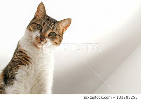 Tabby cat looking at camera. Tabby cat looking at camera. 133285255