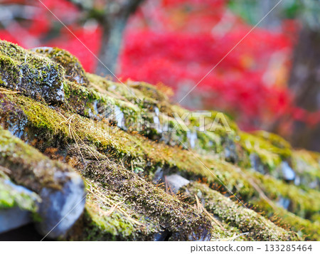背景中可見長滿青苔的瓦片屋頂和模糊的秋葉。 背景中可見長滿青苔的瓦片屋頂和模糊的秋葉。 133285464