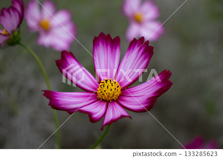 色彩繽紛的波斯菊盛開 133285623