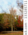兵庫縣三木縣立公園的秋葉 133285711