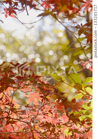 Autumn leaves at Miki Prefectural Park in Hyogo Prefecture 133285717