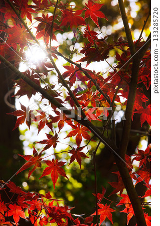 Autumn leaves at Miki Prefectural Park in Hyogo Prefecture Autumn leaves at Miki Prefectural Park in Hyogo Prefecture 133285720