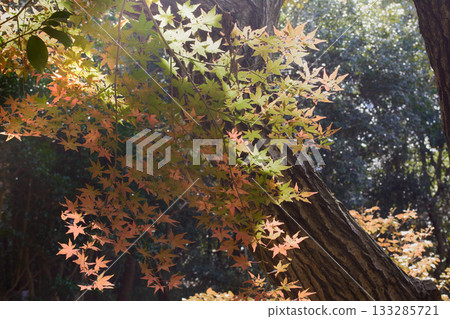Autumn leaves at Miki Prefectural Park in Hyogo Prefecture 133285721