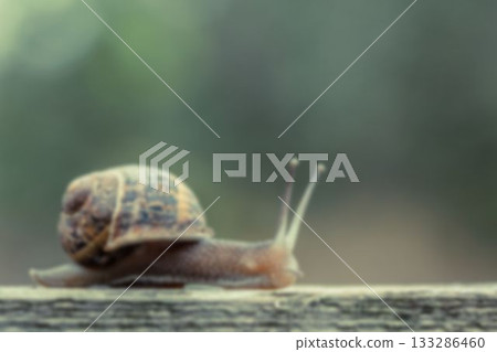 Close-up of snail on wood 133286460