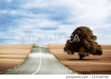 Tree on grass by empty road 133286599