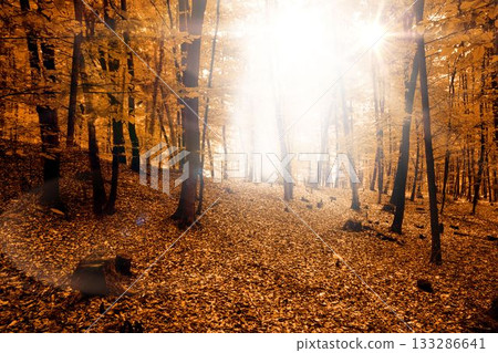 Bright sunlit clearing is glowing in flat design autumn forest, with slender trunks and leaf carpet 133286641