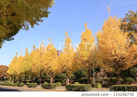 Autumn leaves in front of the National Diet Building Autumn leaves in front of the National Diet Building 133286730