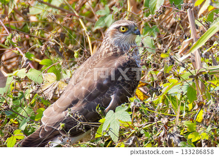 Close-up of a young sparrowhawk alighting on the riverbank Close-up of a young sparrowhawk alighting on the riverbank 133286858