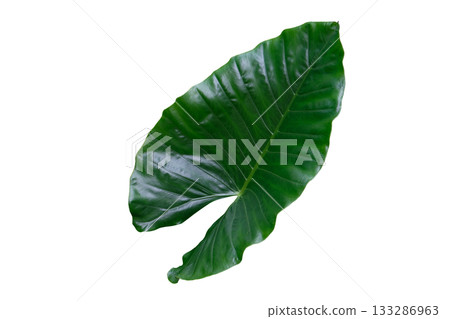 Heart shaped green leaves of Elephant Ear or Giant Taro (Alocasia species) Heart shaped green leaves of Elephant Ear or Giant Taro (Alocasia species) 133286963
