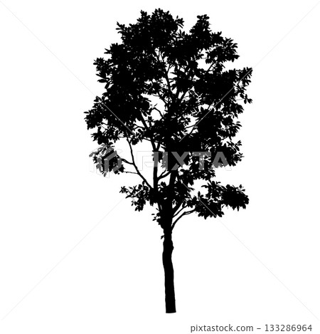 Tree silhouette Tree silhouette 133286964
