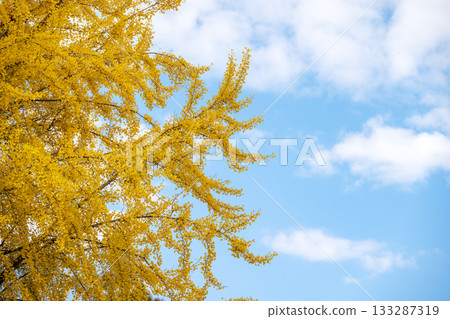 銀杏樹、藍天、秋葉、秋季、十一月、素材 [神奈川縣] 133287319