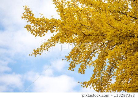 Ginkgo tree, blue sky, autumn leaves, autumn, November, material [Kanagawa Prefecture] 133287358