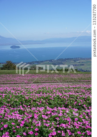 Lake Biwa Hakodateyama flower fields 133287780