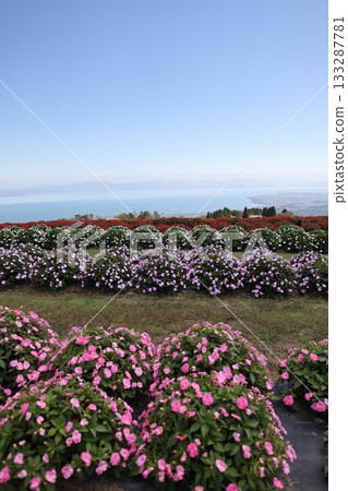 Lake Biwa Hakodateyama flower fields Lake Biwa Hakodateyama flower fields 133287781