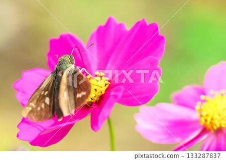 弄蝶正在吸食波斯菊的花蜜 133287837