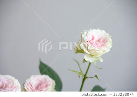 Strawberry Millefeuille Strawberry Millefeuille 133288074