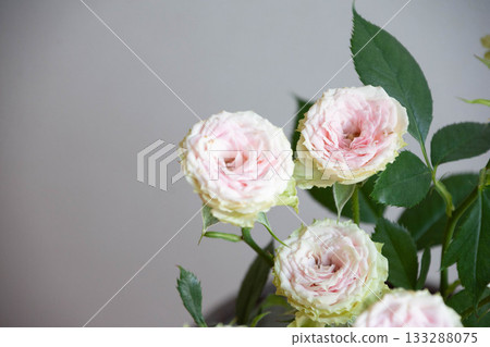 Strawberry Millefeuille 133288075