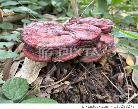 菊花木耳 133288272