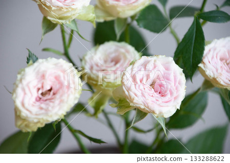 草莓Millefeuille 草莓Millefeuille 133288622
