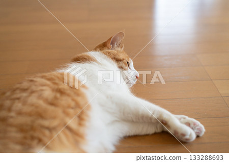 A cute cat lying down and relaxing - brown tabby and white 133288693