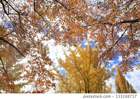 Autumn leaves at Oike Park Autumn leaves at Oike Park 133288717