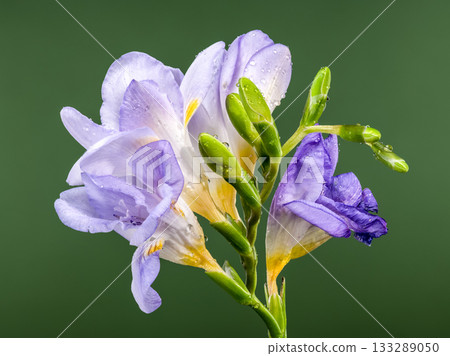 Delicate Lavender Freesia Flowers with Drops on Dark Green 133289050