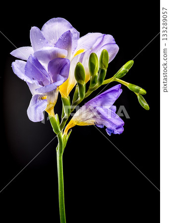 Delicate Purple Freesia Flowers with Water Drops on Black 133289057