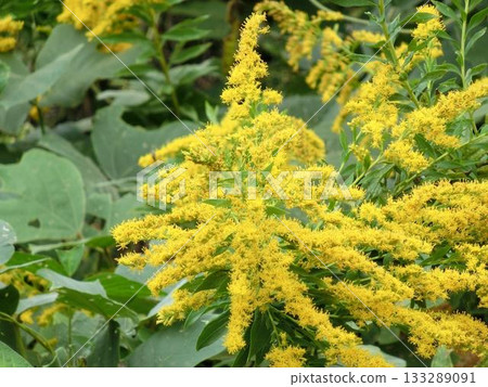 Close-up of Solidago altissima Close-up of Solidago altissima 133289091