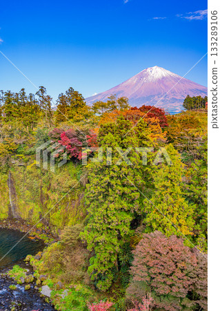 [Shizuoka Prefecture] Autumn leaves seen from Otodome Falls Observatory, Mt. Fuji 133289106