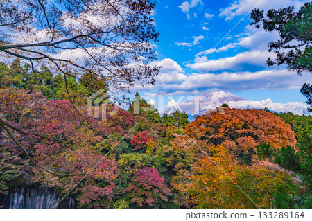 [Shizuoka Prefecture] Shiraito Falls, Autumn Leaves, and Mount Fuji Covered in Clouds 133289164