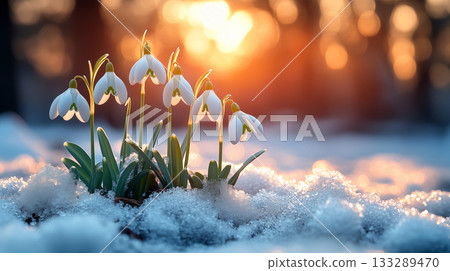 Snowdrops emerging through winter snow, natural resilience concept 133289470