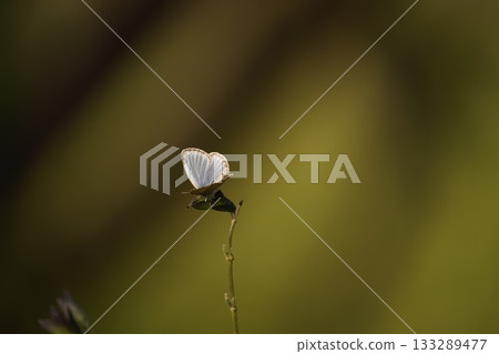 灰蝶科蝴蝶 灰蝶科蝴蝶 133289477