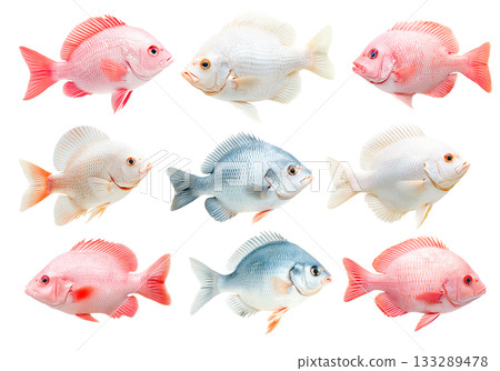 Set of orange and white Tilapia fish with detailed scales and fins isolated on white transparent background 133289478