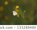 A Lycaenidae butterfly 133289480